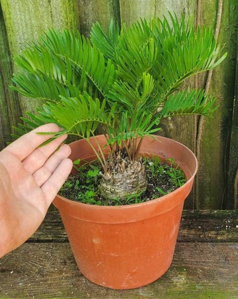 Coontie Palm Zamia Pumila Atala Butterfly Florida Native Cycad Bild 4