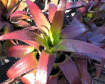 Neoregelia wurdackii Bromeliad