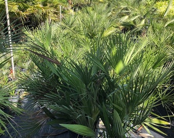 Chamaerops humilis - European Fan Palm -  Mediterranean Fan Palm Grown in a 7 Gallon Pot