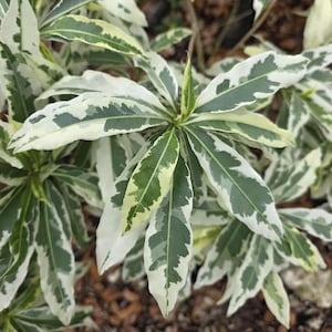 Variegated Adansonia digitata - Baobab Tree - Large - Live Plant - US Seller
