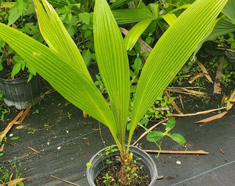 Pritchardia pacifica (Fiji Fan Palm) Grown in a 1 Gallon Pot