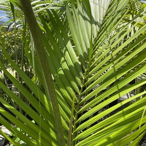 Kentia Palm Howea forsteriana Grown in a 15 Gallon Pot image 2