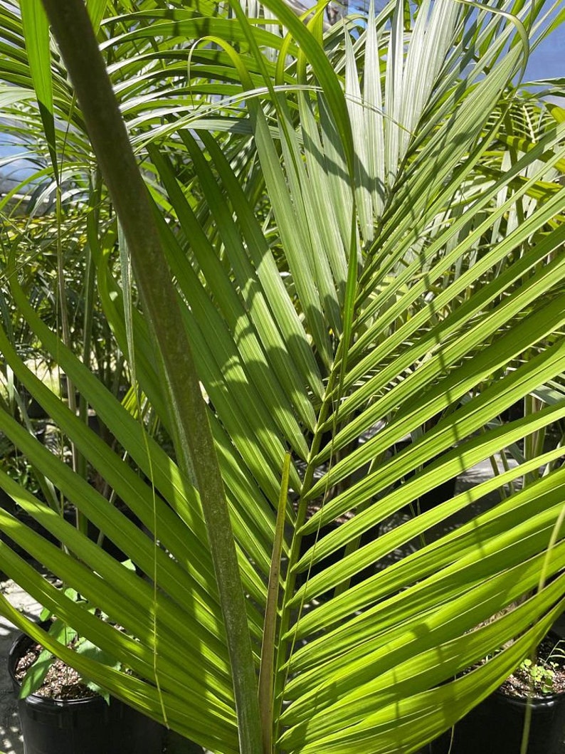 Kentia Palm Howea forsteriana Grown in a 15 Gallon Pot image 2