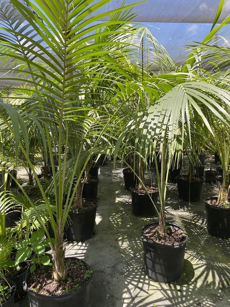 Kentia Palm Howea forsteriana Grown in a 15 Gallon Pot image 3