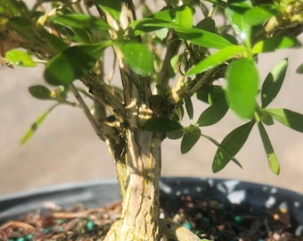 Serissa Japonica - Bonsai Start / Pre Bonsai - Live Plant