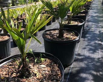 Trachycarpus wagnerianus - Waggie Windmill Palm - Miniature Chusan Palm - Grown in a 7 Gallon Pot