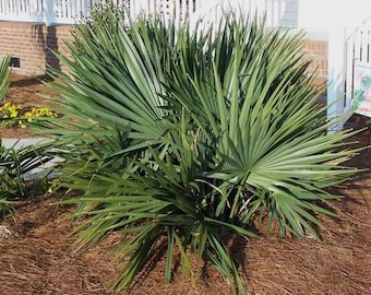 Sabal minor - Dwarf Blue Stem Palmetto - Grown in a 3 Gallon Pot