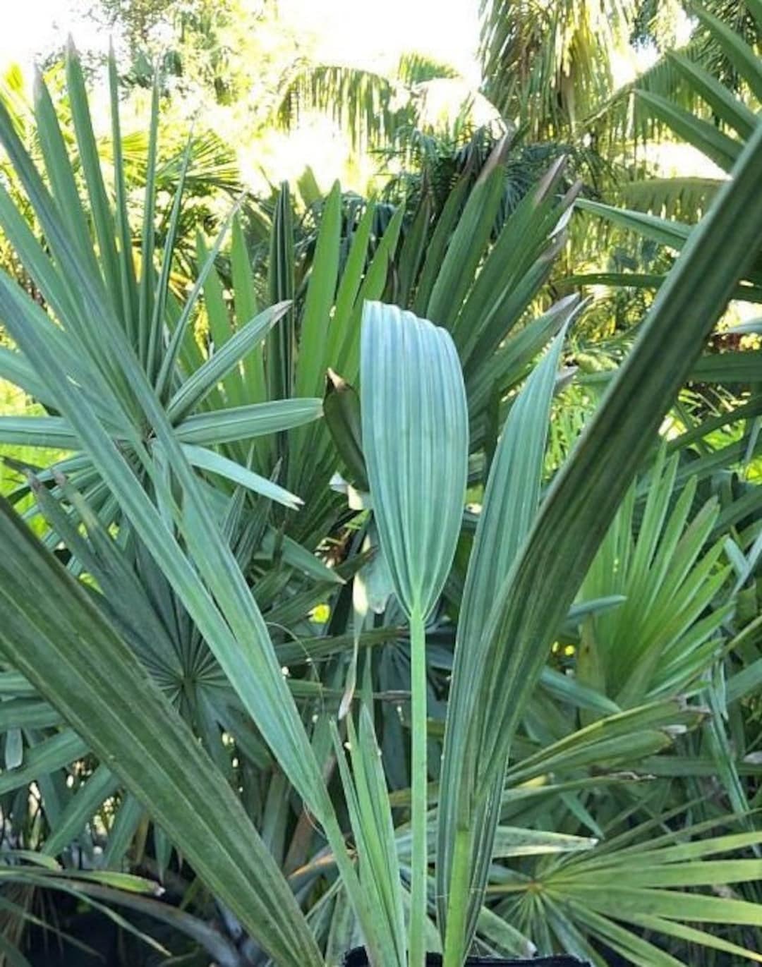 Bismarckia Nobilis Silver Bismarck Palm Grown in a 3 Gallon Pot Etsy