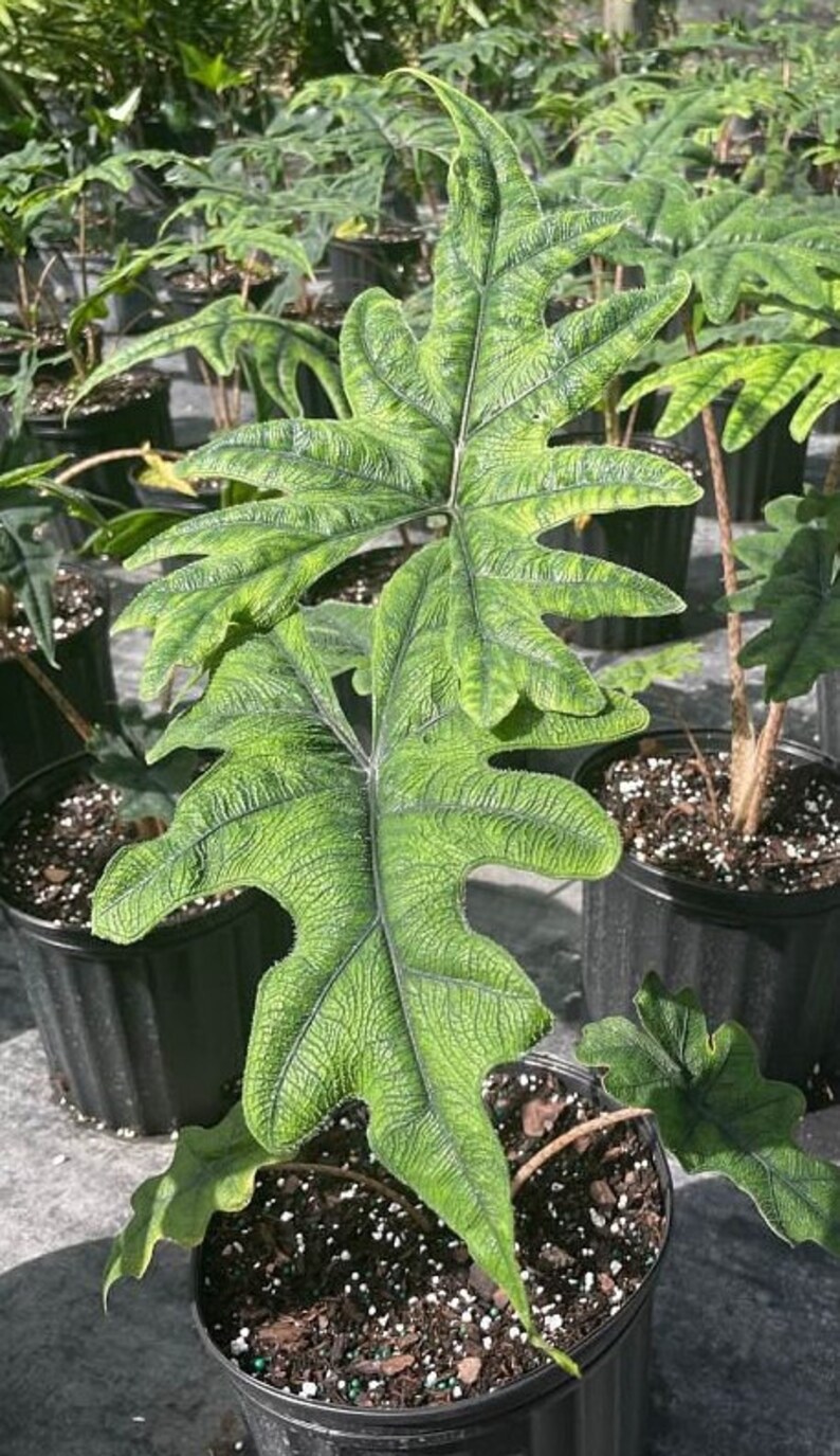 Alocasia Sulawesi Jacklyn 3 Gallon Pot Elephant Ear Etsy