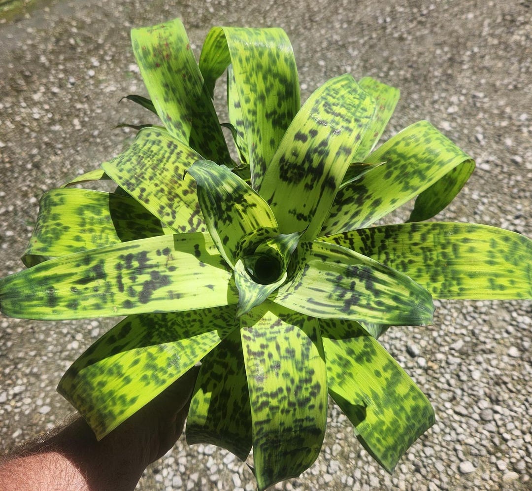 ブロメリア・エアープランツ Vriesea Ospinae Gruberi Yellow From Vriesea Ospinae Gruberi Yellow From ブロメリア・エアープランツ