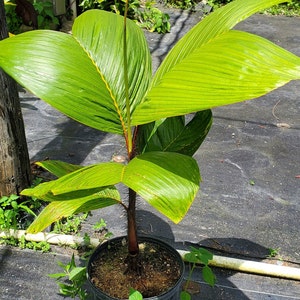 Verschaffeltia splendida Palm - Stilt Palm - Live Plant