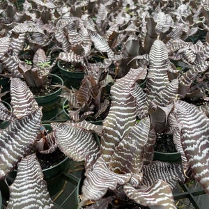 Bromeliad Cryptanthus Absolute Zero - Live Plant