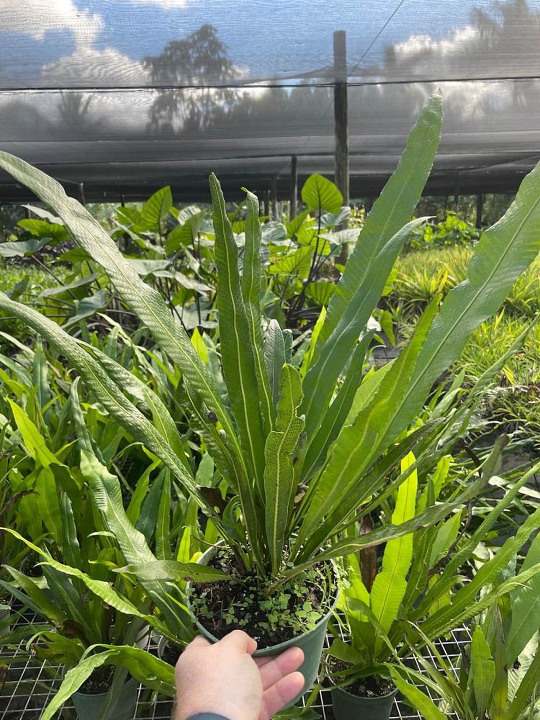 Campyloneurum Angustifolium Narrow Leaf Strap Fern Grown Etsy