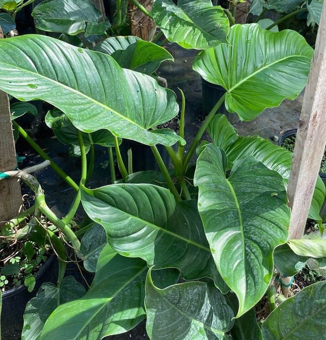 Philodendron Ecuador Tenue Grown in a 3 Gallon Pot Etsy