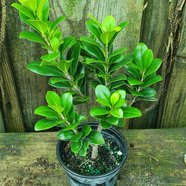 Ficus Compacta Bonsai Start - Grown in a 6" Pot