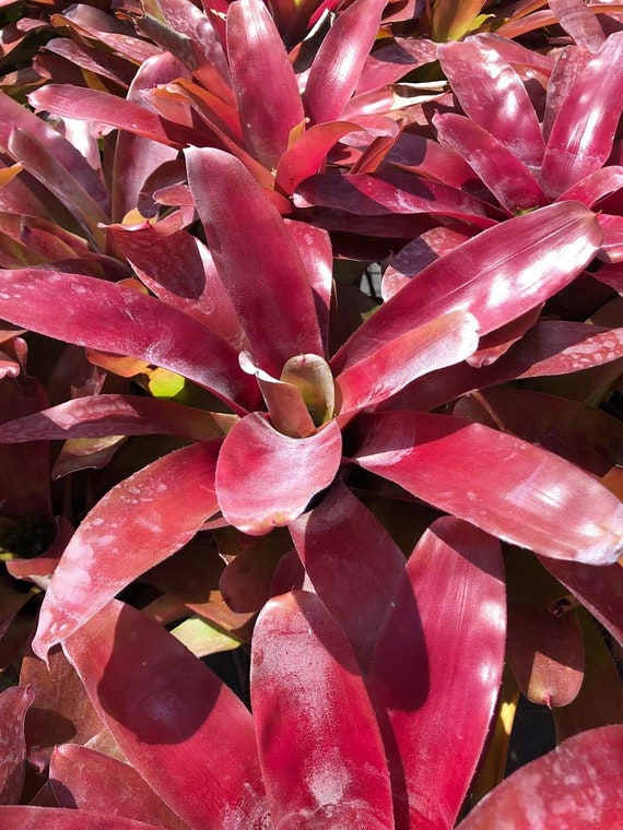 Neoregelia Super Fireball Bromeliad Etsy