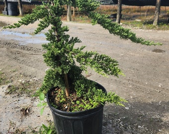 Juniper - Procumbens nana - Grown in an 10" Pot