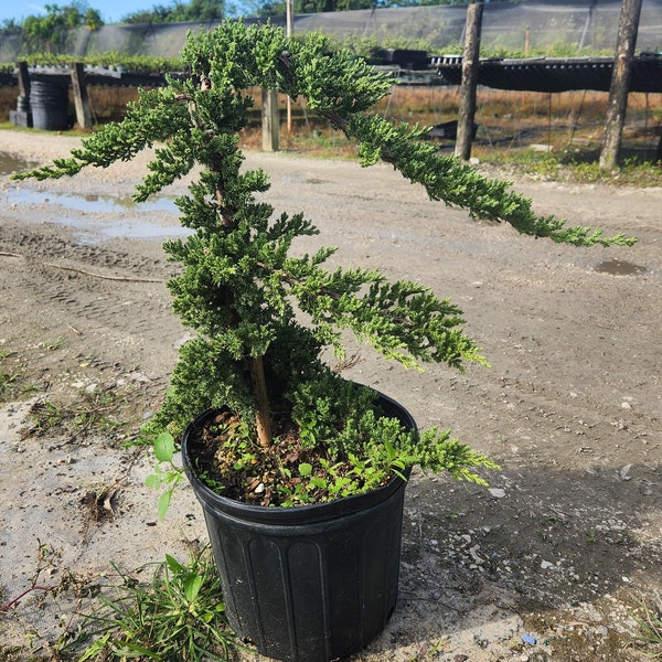 Juniper - Procumbens nana - Grown in an 10" Pot