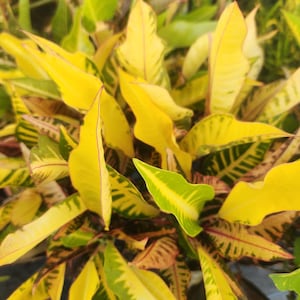 Codiaeum variegatum - Croton Fantasy - Live Plant