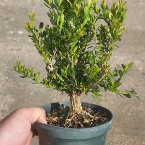 Tai Boxwood Buxus harlandii Bonsai Start / Pre Bonsai Grown in a 6 Pot image 2