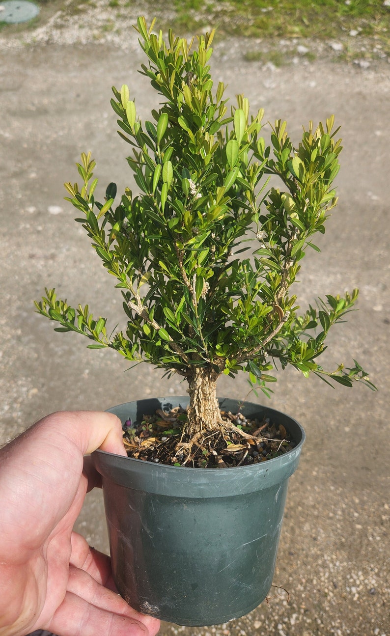 Tai Boxwood Buxus harlandii Bonsai Start / Pre Bonsai Grown in a 6 Pot image 2