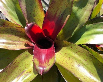 Neoregelia Angel Face Bromeliad