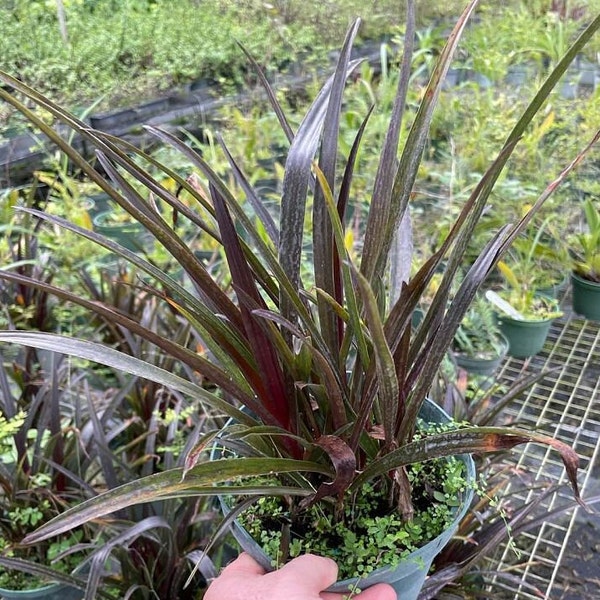 Crinum menehune Grown in a 6" Pot