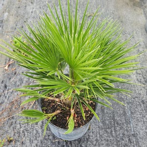 Chamaerops humilis Palm - European Fan Palm - Mediterranean Fan Palm - Live Plant