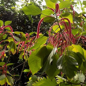 Acalypha hispida - Chenille Plant - Grown in a 1 Gallon Pot