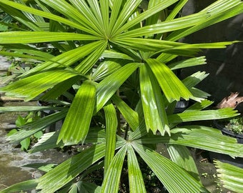 Licuala ramsayii var Tuckerii Live Plant Grown in 7g Pot Large