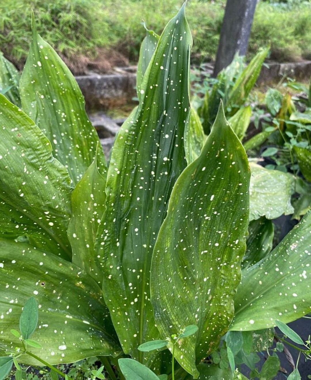 Cast Iron Plant 8 Pot Mary Sizemore Etsy