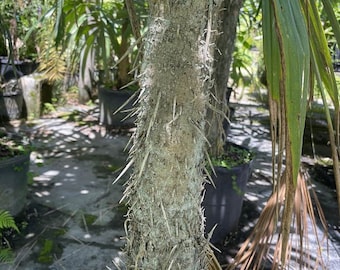 Cryosophila stauracantha - Rootspine Palm - 15 Gallon Pot