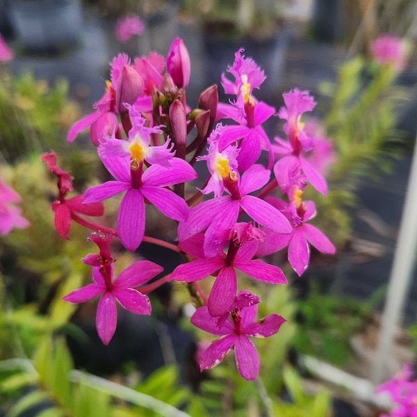 Epidendrum radicans - Purple