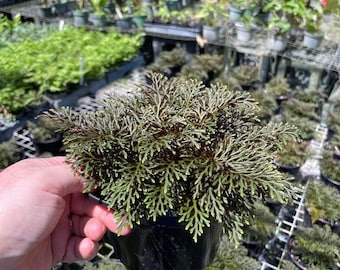 Selaginella erythropus sanguinea - Ruby Red Moss Fern - Grown in a 4" Pot