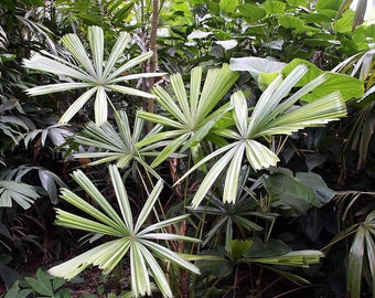 Licuala spinosa - Spiny Licuala Palm - Grown in a 3 Gallon Pot