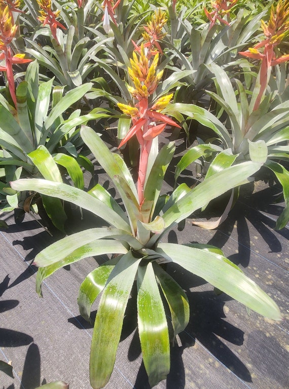 Bromeliad Aechmea Little Harv - Live Plant - Etsy