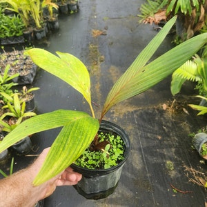 Areca vestiaria - Orange Crown Shaft - Grown in a 1 Gallon Pot