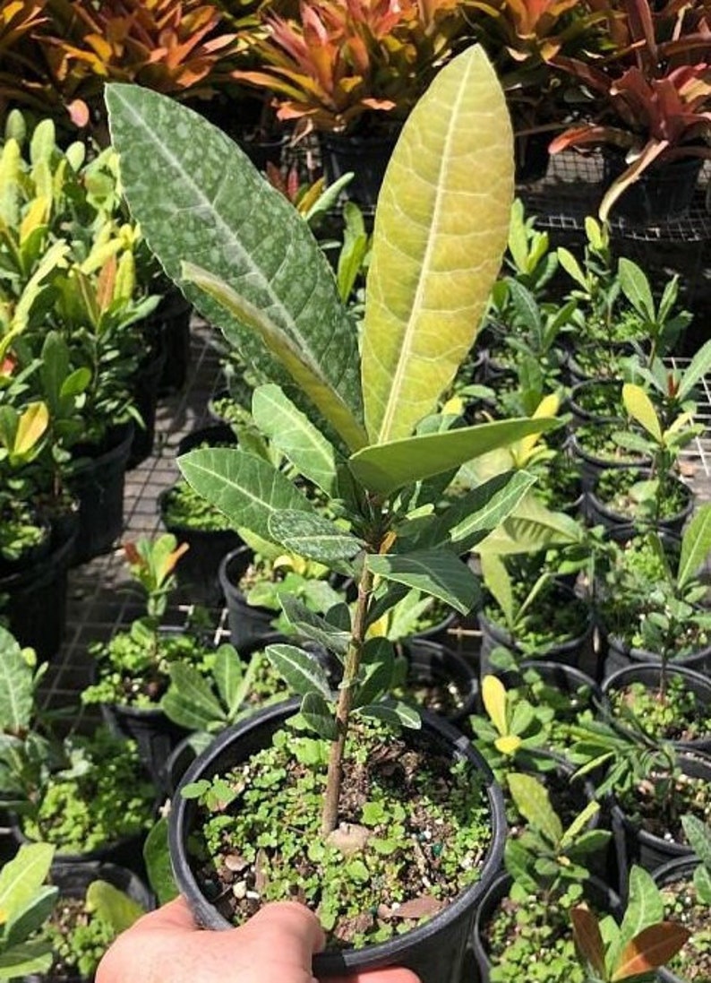 Imbe Garcinia Livingstonei African Mangosteen Fruit Tree 4.5 Etsy