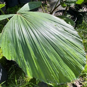 Iriartea deltoidea Grown in a 7 Gallon Pot Rare Palm Live Plant