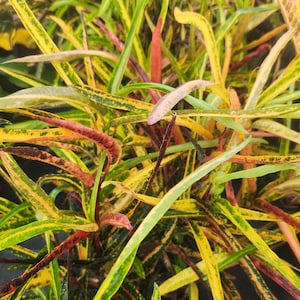 Codiaeum variegatum - Croton Zanzibar - Live Plant