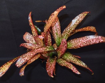 Bromeliad Billbergia Poquito Mas Grown  in a 6" Pot