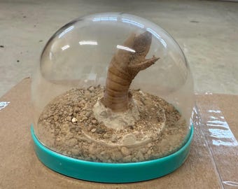 Dune Sandworm Dirt Sand Globe