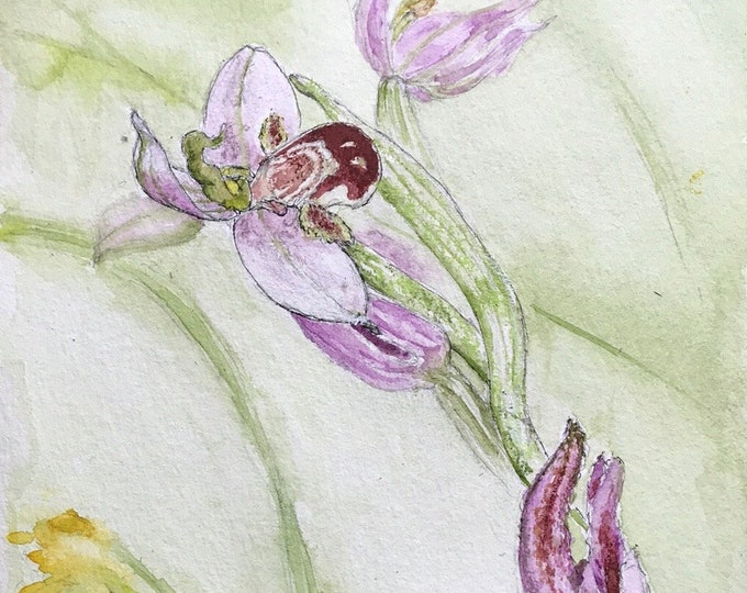 Orchidée sauvage Orphis à l’aquarelle Tableau peint à la main. Encadré Ideal Pour fête des mères.