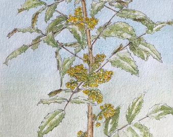 Mahonia en fleur á l’aquarelle. Tableau peint à la main