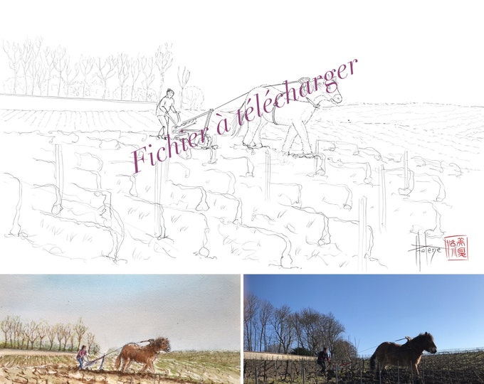 cheval de labour dans les vignes champenoises, à colorier. Fichier à télécharger