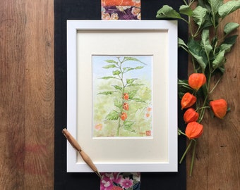 physalis du jardin à l’aquarelle. Tableau mural encadré peint à la main.