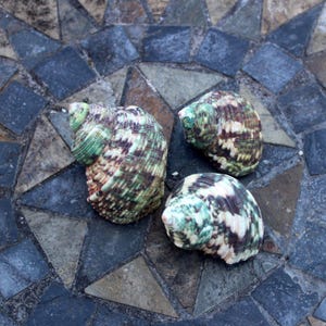 May include: Three spiral-shaped sea shells in shades of green, brown, and white. They are displayed on a mosaic tile surface with grey and blue tones.