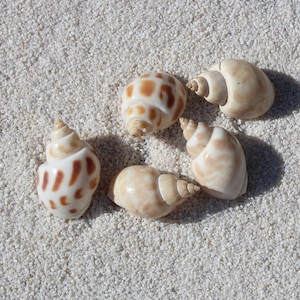 May include: Five seashells of varying sizes and colors, with brown and white patterns, on a white sandy surface.