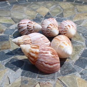 May include: Five seashells with brown and white stripes. The shells are arranged in a circle on a gray and brown tiled surface.