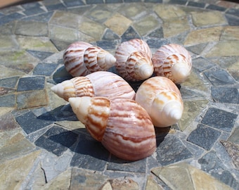 Japanese Land Snail/fairyland Shell (3 Shells) - Etsy